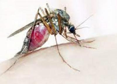 تشخیص فوری مالاریا با فناوری جدید