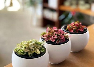 روش نگهداری از گیاه کوچک آپارتمانی گل سنگ یا هیپوستس فیلوستاچیا