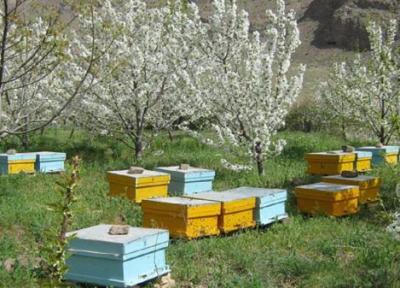 طراحی ساخت ویلا: استقرار کلونی های زنبور عسل در باغات چهارمحال و بختیاری